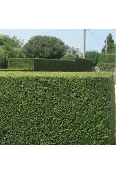 Gloria Çit Bitkisi Ligustrum Kurtbağrı Fidanı Boy 90-110 cm 2 Adet