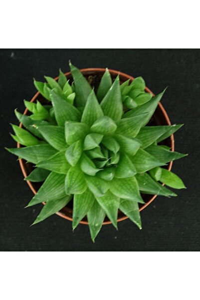 cantropikal Haworthia Harryi - Banyo Mutfak Ofis Bitkisi Sukulent Kaktüs