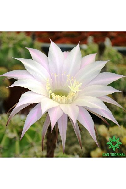 cantropikal Echinopsis, Beyaz Çiçek Açan Kaktüs