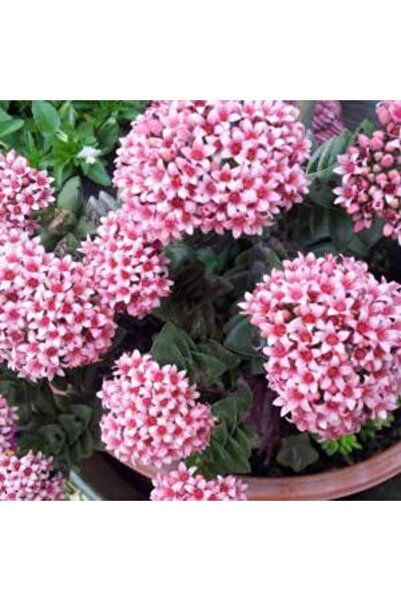 cantropikal Crassula Spring Time, Springtime Mükemmel Çiçek Açan Sukulent