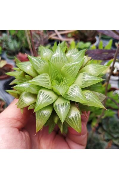 cantropikal Haworthia Retusa Geraldi Xl Nadir Kaktüs Sukulent Hediye