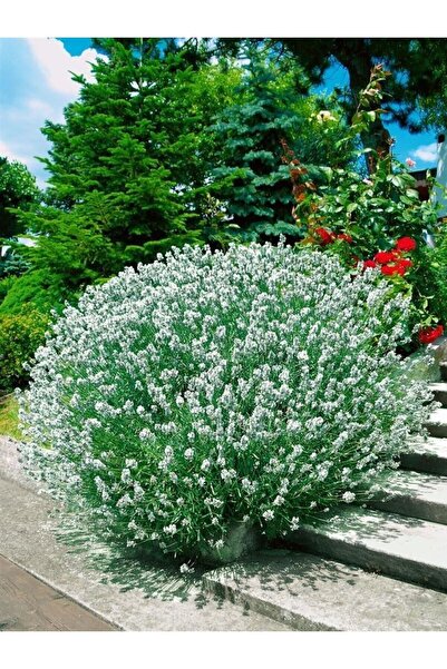 doğaşık 1-2 Yaş Arası Saksılı Beyaz Lavanta (LAVANDULA) Fidanı - Hoş Kokulu Ve Dekoratif Çiçek