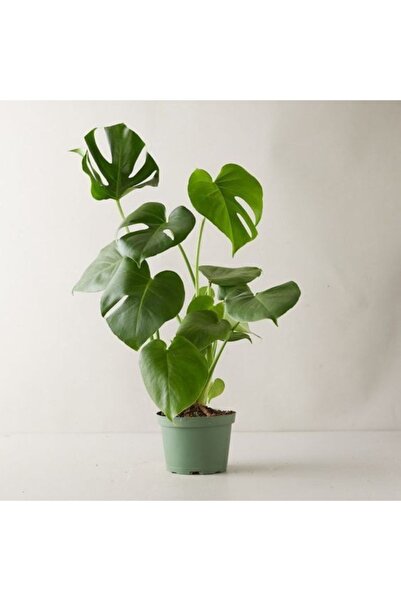 GoldLotus Monstera Deliciosa Deve Tabanı Büyük Boy 90 - 100 Cm