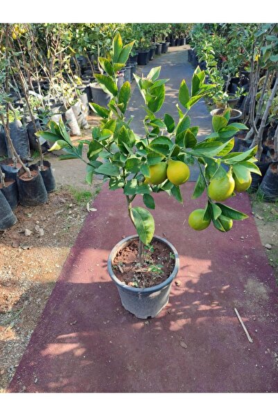 Akdeniz Fidan Limon Ağacı Fidanı Sevdiklerinize Hediyeliktir (TÜPLÜ)