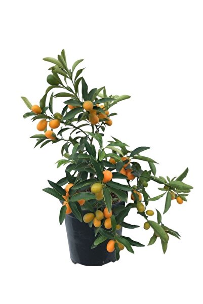 EVİM BAHÇEM Kamkat Fidanı Kumkuat Ağacı Fidanı Meyveli Kamkat Fidanı 3 Yaş Ku...