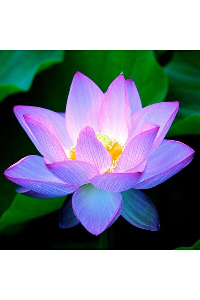 Köy Tohumları 1 Adet Tohum Nadir Mor Lotus Çiçeği Tohumu Kaliteli Hasat sU Çi...