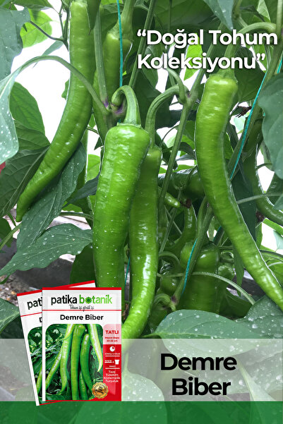 Patika Botanik 180 Adet Demre Biber Tohumu