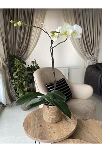 ASL CONCEPT Orkide Saksısı Jüt Hasır Sepet 13x14