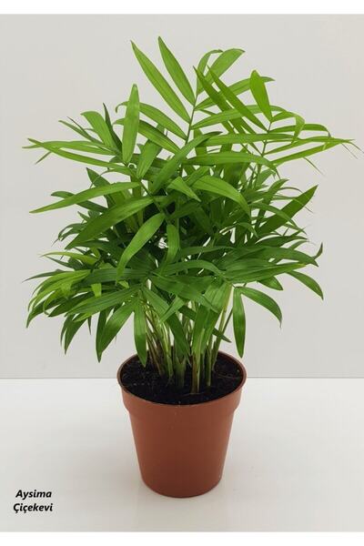 Aysima Çiçekevi Areka Salon Palmiyesi 35cm