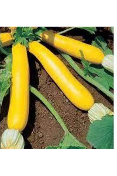 Köy Tohumları 10 Adet Tohum Nadir Bulunan Uzak Doğu Tayland Dolmalık Kızartma...