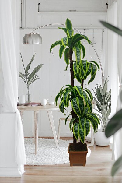 Cennet Garden Yukka Dracaena Palmiye Ağacı 4 Gövdeli Ahşap Görününmlü Plastik...