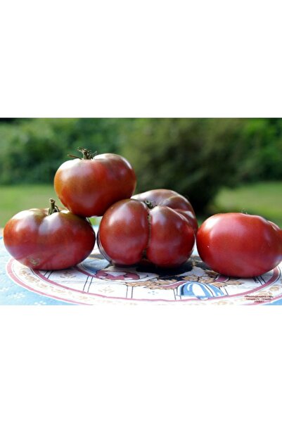Tohum Dünyası 10 Adet Mor Cherokee Kızılderili Domatesi Tohumu- Sırık Tipi Domates- Geleneksel