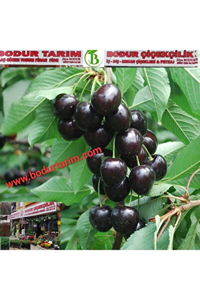 BODUR TARIM Bulancak 2 Yaşında Yarı Bodur Aşılı Tüplü Topraklı Giresun Yörese...