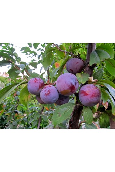 öncü fidancılık Erik Anjelika(japon,angeleno)