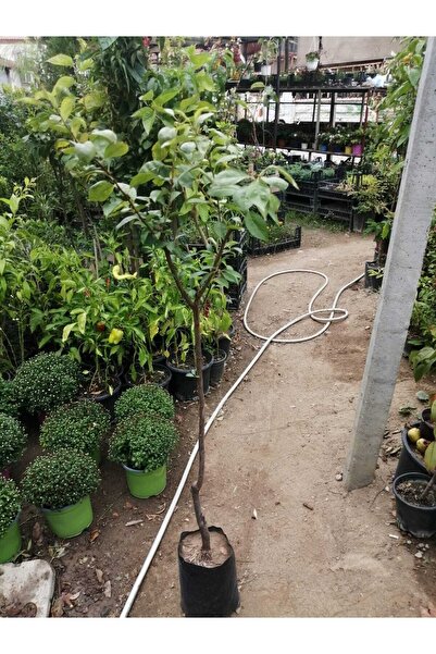 öncü fidancılık Erik Anjelika(japon,angeleno)