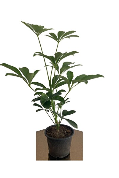 Tulipa Şeflera 20-30 Cm (SCHEFFLERA) Bitikisi