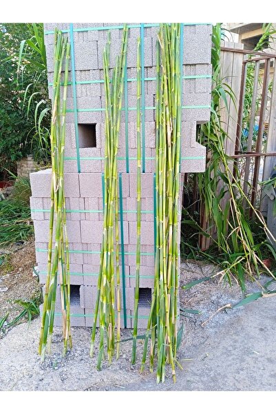 Akdeniz Fidan Kargı Kamış Bitki Destek Çubuğu 180-200 Cm 15 Adet Hobi Bahçesi