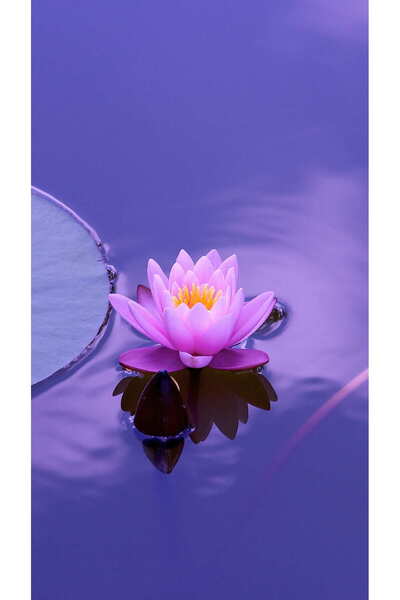 Köy Tohumları 1 Adet Tohum Nadir Mor Lotus Çiçeği Tohumu Organik Nilüfer Mor ...