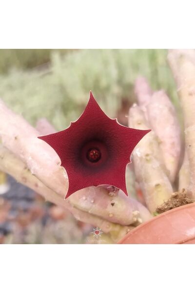 cantropikal Huernia Schneideriana - Mini, Kırmızı Çiçek Açan - Leş Kaktüs