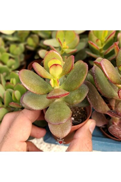 cantropikal Crassula Ovata Para Ağacı Güneşte Kızarır - Sukulent