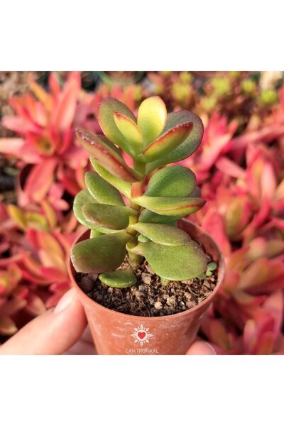 cantropikal Crassula Ovata, Para Ağacı, Feng Shui, Sukulent Bonsai'ye Uygun