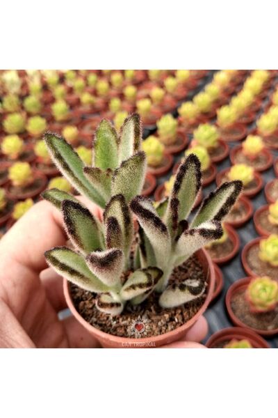 cantropikal Kalanchoe Nigra Chocolate Soldier 3'lü, Çikolata Rujlu Sukulent