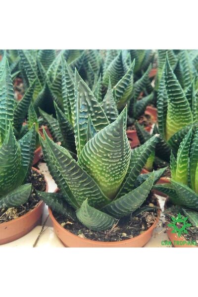 cantropikal Haworthia Limifolia, Ev Ofis Banyo Bitkisi Kaktüs Sukulent