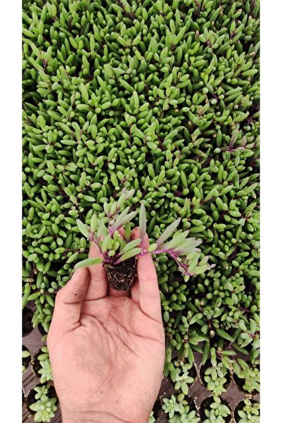 Ravza Çiçekçilik Othanna Capensis ( Yakut Kolyesi ) Fidesi