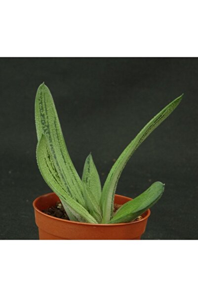 cantropikal Gasteria Batesiana Cv. Little Warty - Sukulent