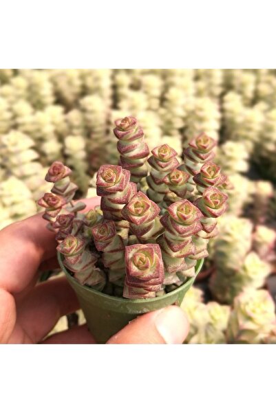 cantropikal Crassula Marnieriana Worm Plant - Güneş Seven Sarkan Sukulent