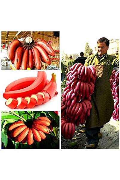 Köy Tohumları 5 Adet Tohum Nadir Bulunan Kırmızı Tropikal Muz Tohumu Organik Kaliteli Tohum Hediye Tohumlu