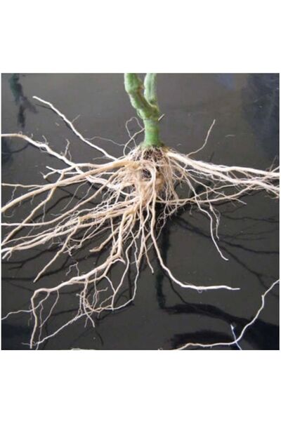 Tarımsal ve Hayvansal Ürünler Bitki Köklendirme Hormonu + Yönerge + Hediye Üzüm Fidanı Tohumu