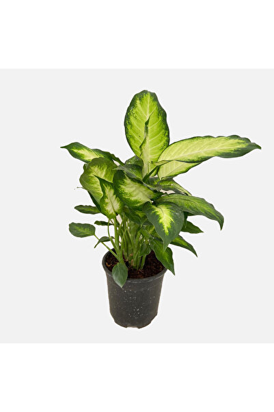 SENA BOTANİK VE ÇİÇEK Camila Tropik Çiçeği  40cm. Ev salon Ofis Çiçeği