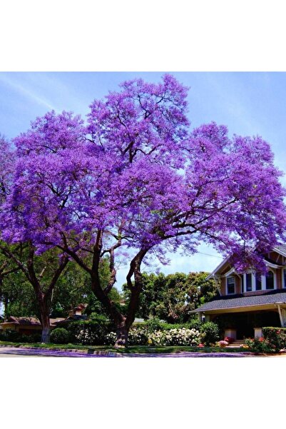 Genel Markalar ideaPazar Tüplü Mor Çiçekli Yoğun Kokulu Paulownia Fidanı (30-50 cm)