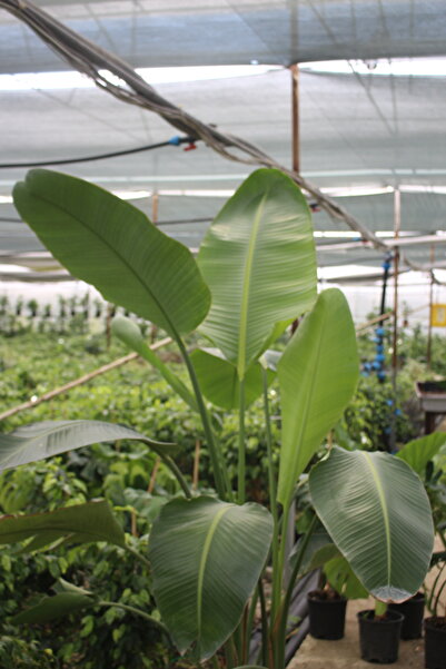 iklim garden Starliçe Cennet Kuşu Çiçeği - Büyük Boy Çift Kök ( 2 Metre) - Strelitzia Canlı Salon Bitkisi