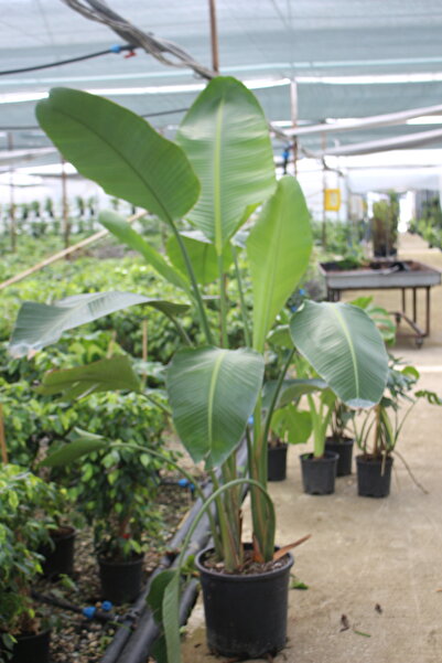 iklim garden Starliçe Cennet Kuşu Çiçeği - Büyük Boy Çift Kök ( 2 Metre) - Strelitzia Canlı Salon Bitkisi