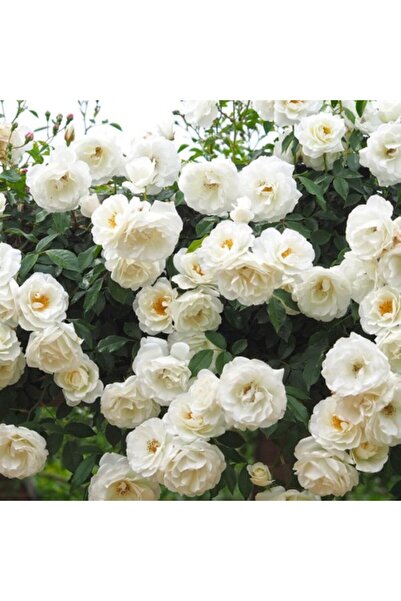 Scuba White Spring Scented Ivy Rose Sapling 15-25 cm