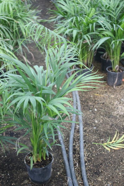 iklim garden Areka Palmiyesi 100-150 Cm. Ev - Ofis - Salon Palmiyesi Canlı Sa...