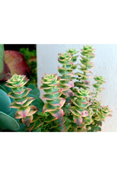 cantropikal Crassula Perforata Variegata - Parlayan Renkler - Sukulent