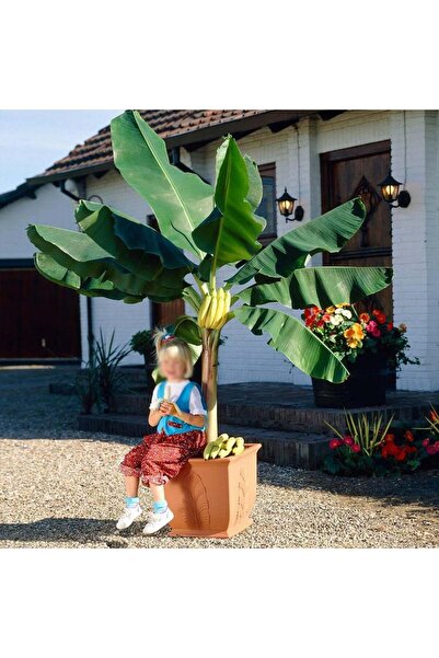 Köy Tohumları 5 Adet Tohum Nadir Organik Sarı Muz Ağacı Ağaç Tohumu Muz Tohumu Hediye Tohumlu