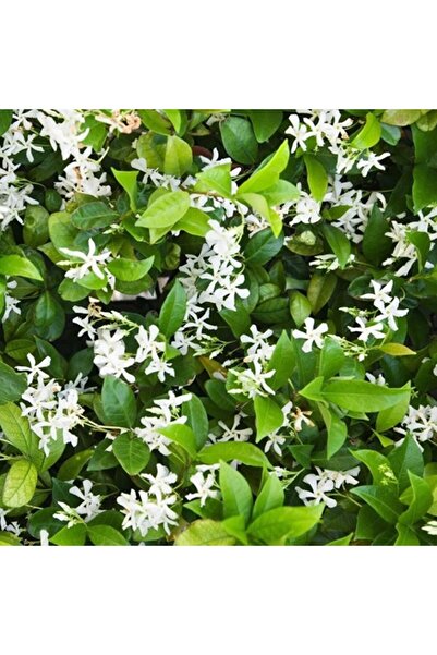 ASES SAKSIDA 4 YAŞ SARMAŞIK YASEMİN(ARAP YASEMİNİ) BOY 220-250 CM