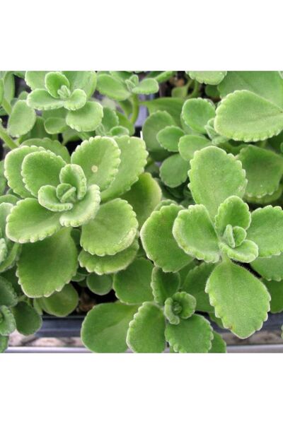 cantropikal Plectranthus Amboinicus Mis Kokulu Küba Kekiği Sukulent