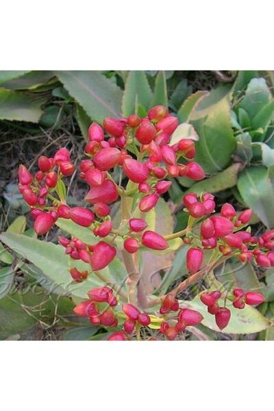 cantropikal Kalanchoe Gastonis Bonnieri - Donkey Ears - Sukulent