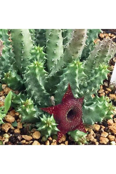 cantropikal Huernia Angolensis - Çiçek Açan Sukulent - Leş Kaktüs