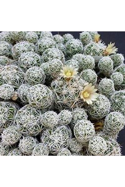 cantropikal Mammillaria Gracilis Arizona Snowcap Benzeri Çiçek Açan Kaktüs