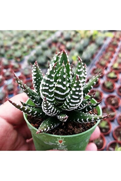 cantropikal Haworthia Reinwardtii Zebrina, Mutfak Ev Ofis Bittkisi Sukulent