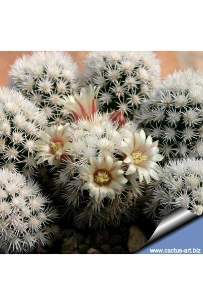 cantropikal Mammillaria Gracilis Arizona Snowcap Çiçek Açan Kaktüs