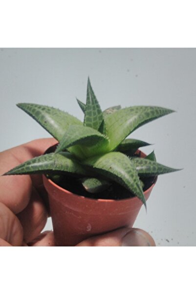cantropikal Haworthia Venosa Tessellata Matrix Sukulent Kaktüs