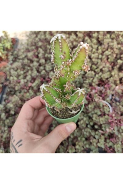 cantropikal Fairy Castle Hybrid - Bol Yavrulu Cereus Sukulent, Kaktüs