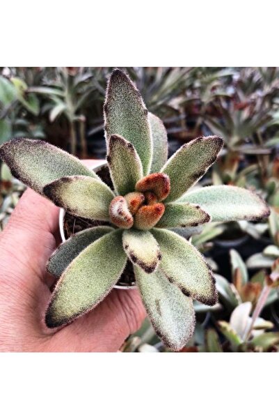 cantropikal Kalanchoe Tomentosa Nigra Uçuk Çukulata Renginde Yapkaklar Sukulent